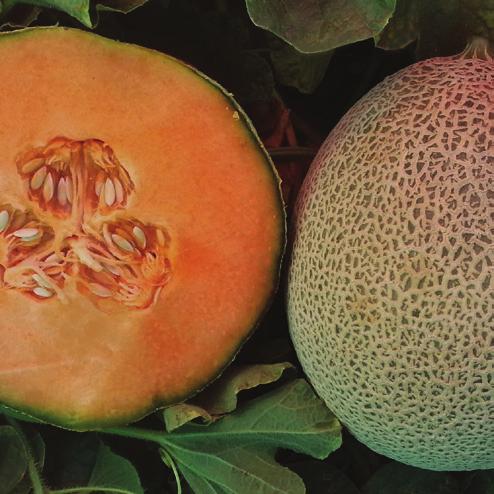Rockmelon Journey (Western Shipper) Intermediate Resistance: Px:1,2, Fom:0,2 JOURNEY is a large western shipper in the Hotshot class with more oblong shape and slightly larger size.