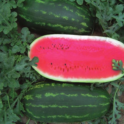Watermelon Daredevil (Seeded) Intermediate Resistance: Co:1, Fon:1 DAREDEVIL is a mid to early maturing diploid All Sweet with very good tolerance to hollowing.