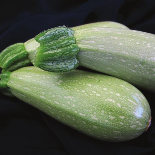 Zucchini Columbia (Lebanese) Intermediate Resistance: WMV, ZYMV Multi virus tolerant variety for the Lebanese zucchini market, COLUMBIA produces fruit of exceptional quality with nice glossy clean