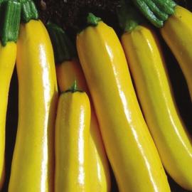 A little slower to begin NITRO will be still harvesting when many others have dropped off. Vista (Yellow) VISTA is a well adapted yellow zucchini with a dense but upright habit.
