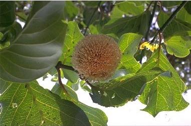 In Nauclea, the flowers are joined by their calyces. The fruit is a syncarp. Sarcocephalus latifolius foliage (Joris de The tribe Naucleae to which S.