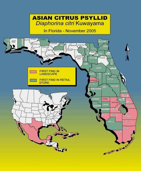 How did the psyllid spread through Florida? Distribution of the pest psyllid was first detected in backyard citrus trees in south Florida in 1998.