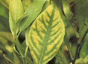 An early sign of the disease is yellowing of the leaves bacterial disease