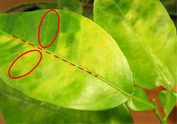 on both sides of the leaf. HLB M.
