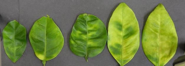 HLB leaf symptoms can