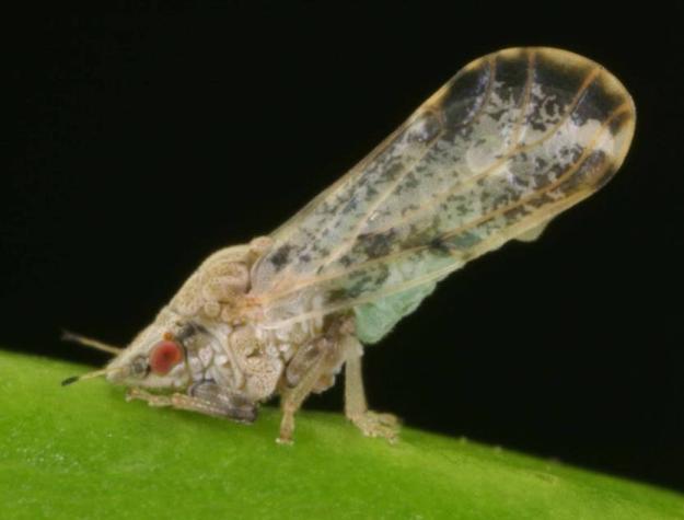 Adult psyllids can feed on either young or mature leaves.