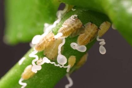 nymphs produce waxy tubules that direct the honeydew away from their