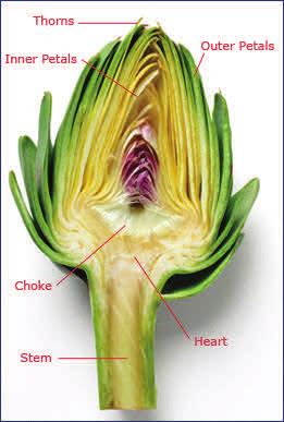 Heart and Stem The meatiest part of the artichoke is the heart and extends into the stem if not allowed to over ripen Choke The immature bloom of the plant, the choke contains the inedible mass of