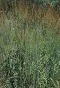 Indiangrass (Sorghastrum nutans) o. Prairie Dropseed (Sporobolus heterolepis) p.