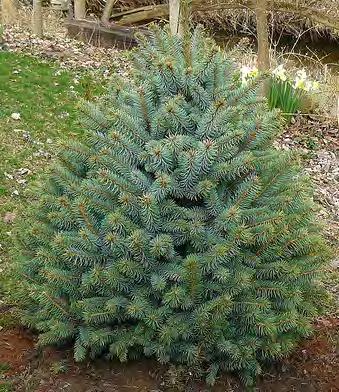 Insignificant Ornamental bark Evergreen Trees PPB Picea pungens 'Baby Blue Eyes' Dwarf Blue Spruce 4' Ht.