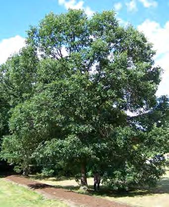 White Oak 50-60' ht x 40-60' sp spreading Glossy green Golden-brown Insignificant acorn Deciduous