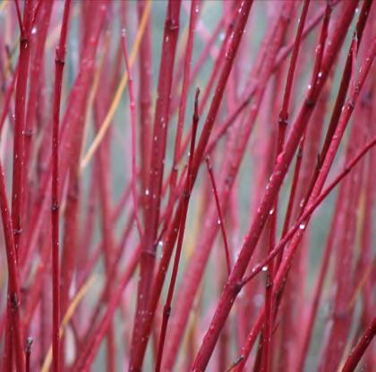 Red twig color Perennials/Grasses/Groundcovers pvs Panicum virgatum 'Shenandoah' Shenandoah Switch Grass 3-5' ht x 2-3' sp Stiff, upright Dark green blades Tightly compact, Blue-green waxy sa Sedum '