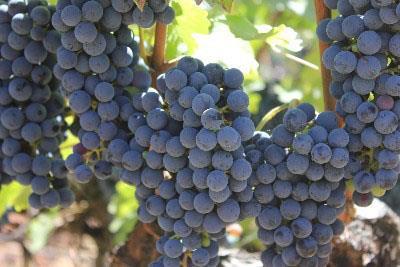 Well Known Red Producing Regions Cabernet