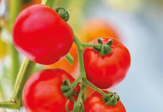LES CLASSIQUES Our CLASSIC tomato range is the culmination of our longstanding expertise.