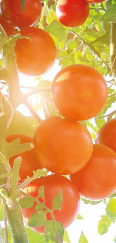 We re a cooperative of market gardeners formed 70 years ago that has retained a human scale: today, thirty producers, together with over 500 employees, uphold a tradition of tomato growing.