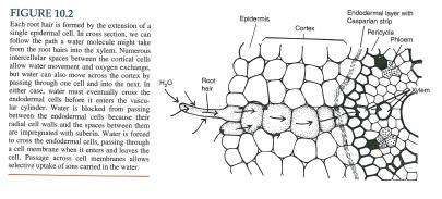 REVIEW Symplastic transport- Mineral passage from root hairs through the