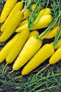 Yellow carrots became the most commonly grown