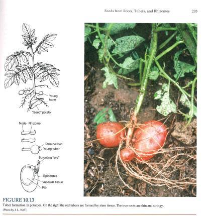Potatoes, (Solanum tuberosum; Solanaceae) The tuberous potato