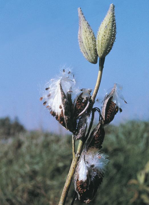 Plants accomplish seed dispersal in a variety of ways (Figure 3).