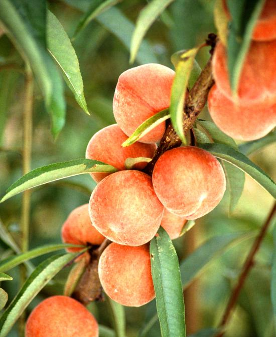 use of stone fruit blossom thinners. Many growers prefer to thin after bloom to avoid the risk of spring frost at bloom.