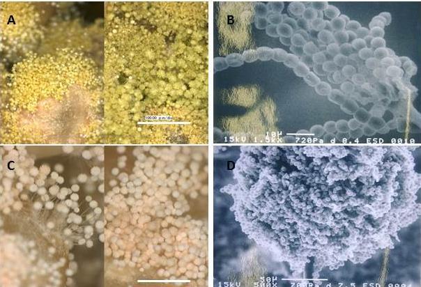 Fig. 7.1 Microscopic and electron microscopic pictures of koji molds. A and B, Aspergillus oryzae (yellow koji) for sake brewing; C and D, Aspergillus luchuensis (white koji) for shochu brewing.