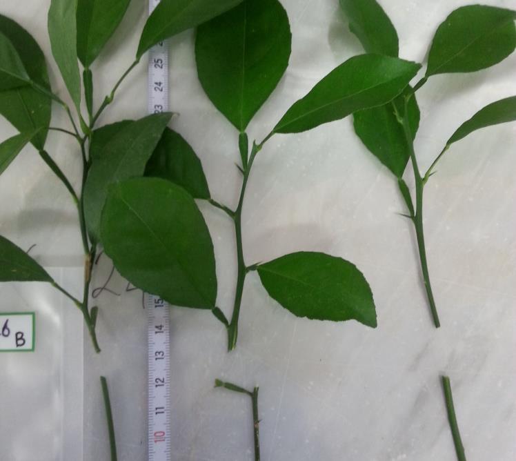 CITRUS No detection in the field Detection on the leaves exposed to vectors but no movement