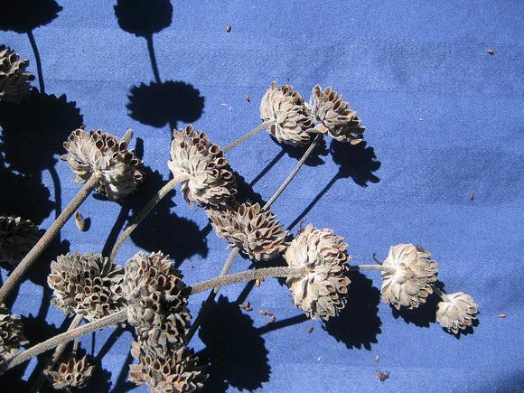 Dry seed heads