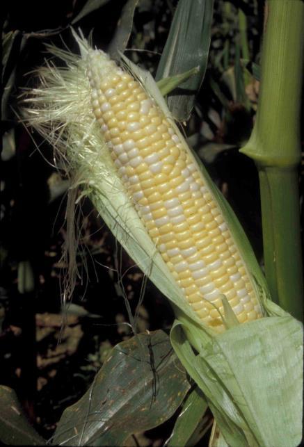 Corn Standard Sweet Corn (Su) 2X sweeter than field corn Super sweet Se will