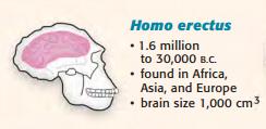 Homo erectus Lived 1.