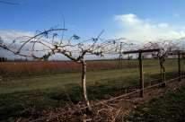 ) Prune male vines lightly in winter and prune