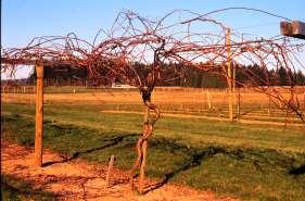 Pruning Vines (Starting: Year 3 or 4) 3 to 4