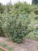 grow 2-6 tall Red currants and gooseberries