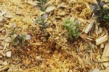 soil Plants have rhizomes and can spread