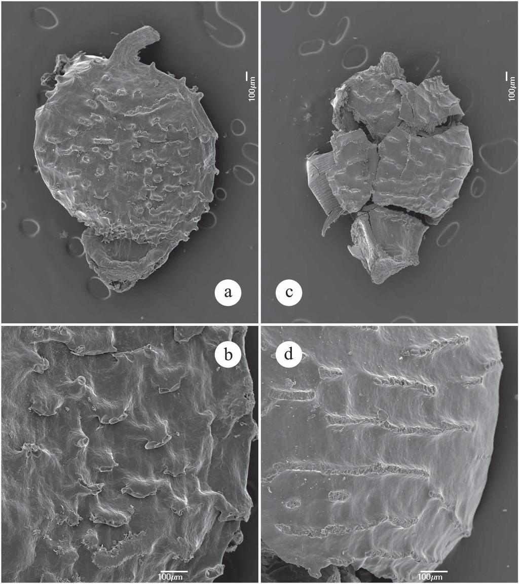 FIGURE 3. A B. SEM photos of Scleria chasmema achene. A Whole achene. B Achene surface. (A B, A.P. Fontana et al. 4911). C D. SEM photos of Scleria didina achene. C Whole achene. D Achene surface.