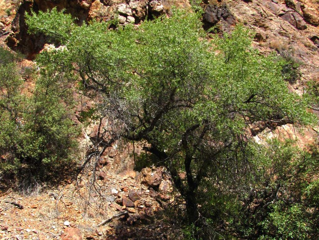 Van Devenderet al.: Northern distributional limits of Quercus viminea 4 m, Flesch and González-Sánchez (MABA observation); Mpio. de Fronteras. Cañón Hoya Obscura, ca, 1.