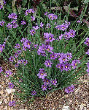 Loose clusters of fragrant, tubular, lavender flowers appear on upright flowering stems that rise above the foliage mat in early spring.