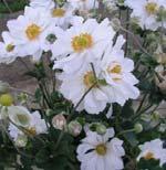 Introducing New Perennials for 2016 Anemone Whirlwind (Windflower, Japanese Anemone) Anemone Whirlwind This fall blooming anemone has ruffled, semi-double white