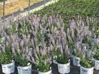 me want to sing. Crystal Blue. sing it! Persuasion! Ooooo!..This is one of the prettiest light blue salvias we carry.