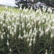 White Wands Veronica PW (Speedwell) Veronica White Wands Like the other members of the Magic Show series, White Wands has long narrow wand-like flower spikes.