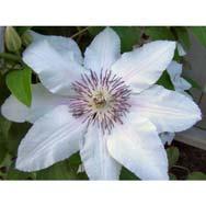 In general they prefer to have their roots in the shade so be sure to mulch around the base of the plant. One of the greatest mysteries with a clematis is how do you prune them?