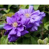 Diamantina has 6 purple blue double flowers with a lighter pompom center.