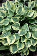This cute mini hosta has small round green leaves with a creamy margin. The reverse of Pandora s Box. Hummingbird s love the purple flowers.