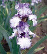 Iris con t Iris germanica (Bearded Iris) Iris germanica Beverly Sills, Iris germanica Clarence, Iris germanica Earl of Essex, Iris germanica Eggnog, Iris
