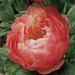 addition to your yard. They have been cultivated for over 4000 years and are very long lived. An herbaceous peony can live 50 years or more.