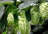 Beer ingredients Hops: Hops are flowers / cones that grow on a vine Their flavour ranges from fruity, citrussy, earthy, spicy and floral The hops also add the bitterness to beer