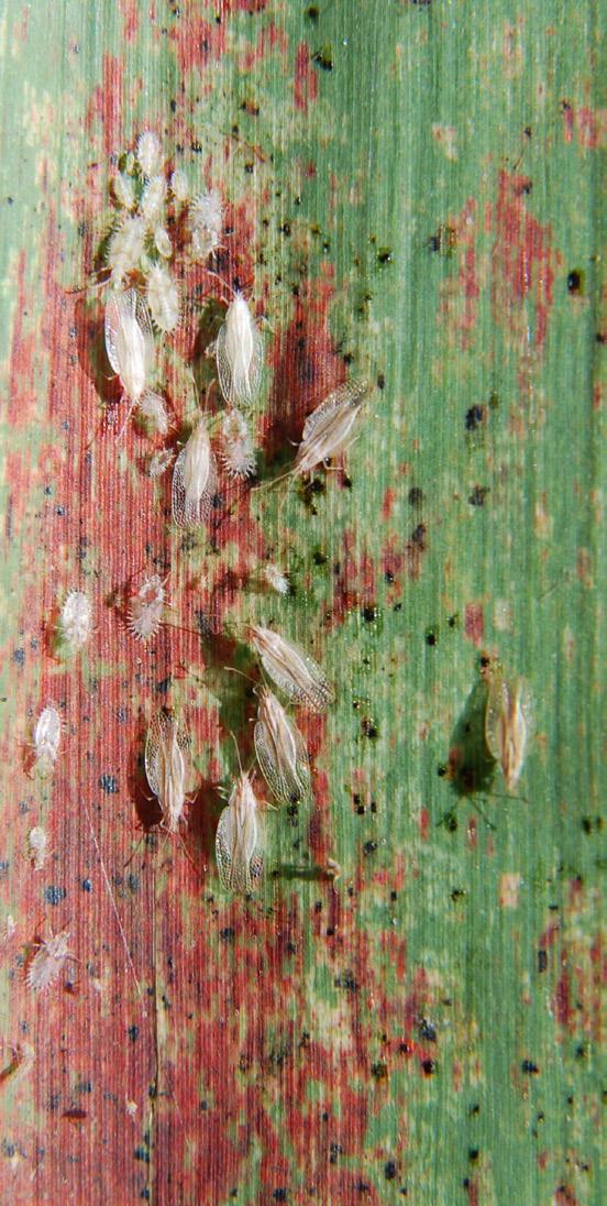 Varietal differences in lacebug resistance have been noted in Hawaii and Florida.