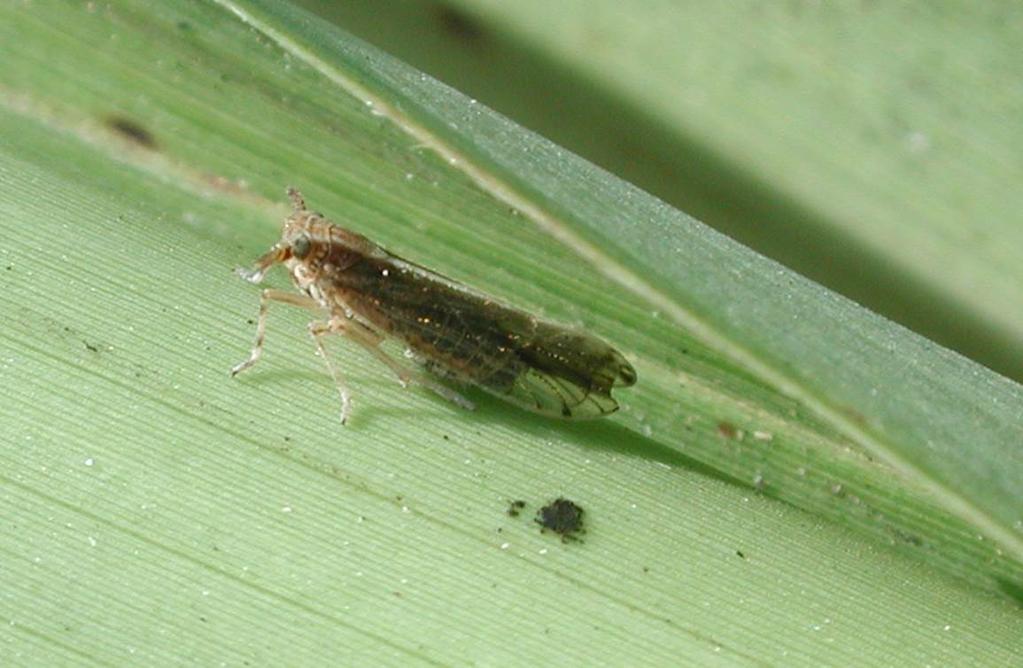 Damage is caused primarily by actions of the adults and nymphs feeding on the sap of the sugarcane plant. The Figure 11. Sugarcane delphacid on sugarcane leaves.