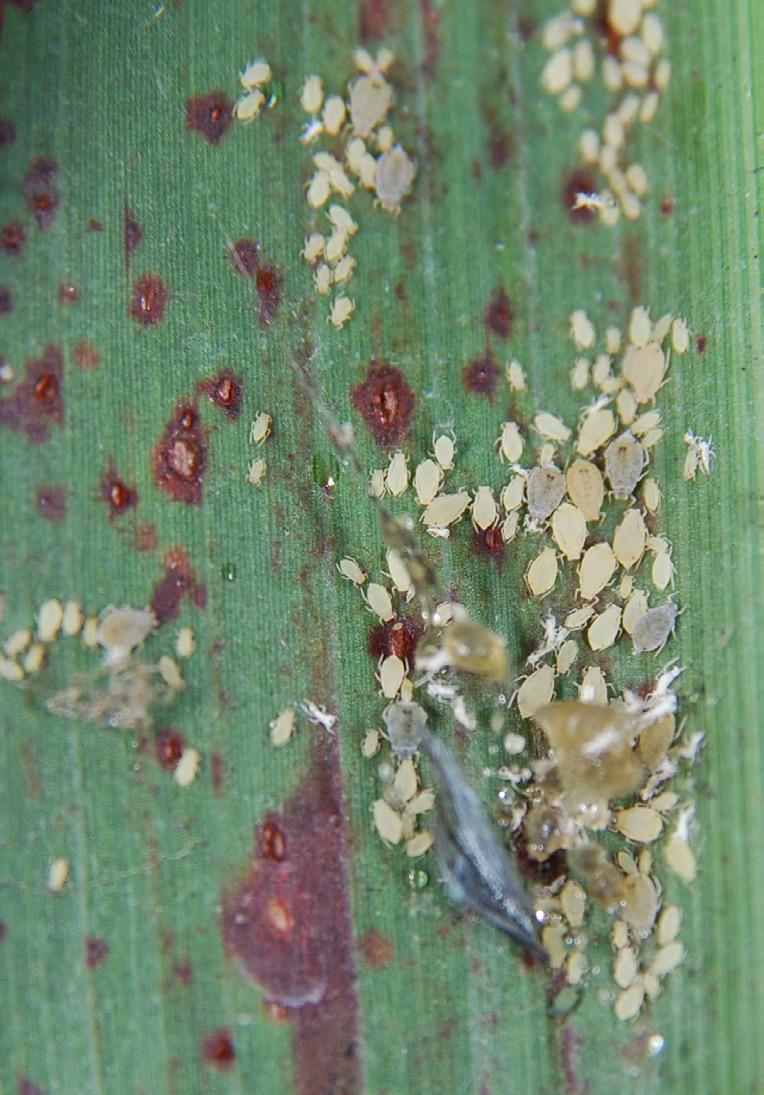 Pyrethroid insecticides labeled for use in sugarcane can reduce aphid numbers, but may also upset the natural control process resulting in larger outbreaks of the aphid, particularly in the drier