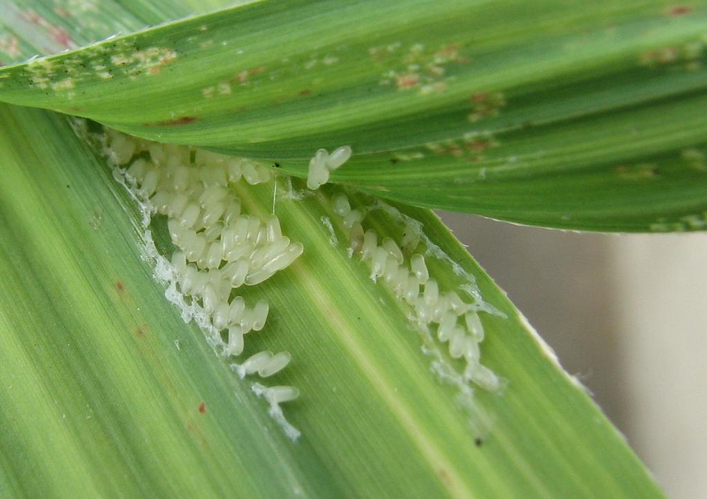 Growing sugarcane varieties resistant to the weevil and limiting rat and insect damage yellow discoloration, become highly stunted, and are prone to lodging.