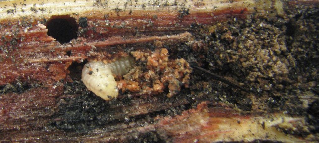 Figure 17. West Indian cane weevil larva in sugarcane seed piece. Credits: Alvin Wilson, University of Florida Figure 19. West Indian cane weevil damage to sugarcane.